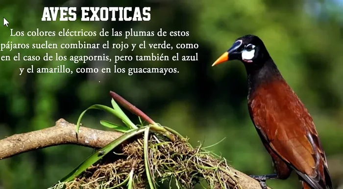 Iniciar la presentación con 'Presentación con diapositivas'.