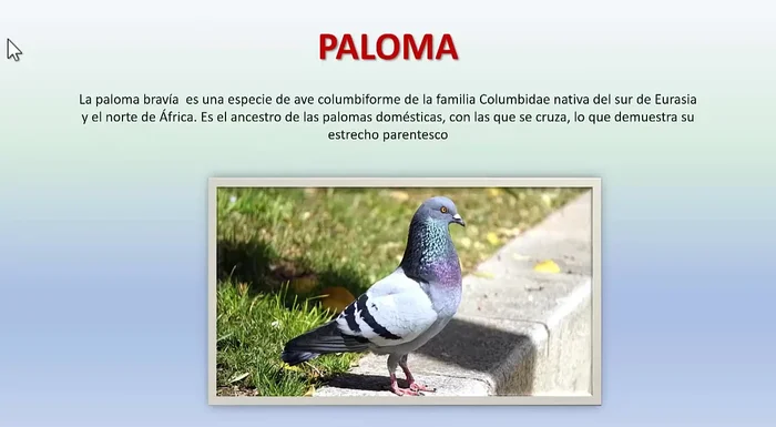Repetir los pasos 2 al 5 para cada diapositiva de la presentación.