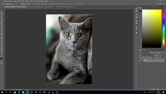 Utiliza la herramienta recortar para ajustar el tamaño del lienzo y encuadrar la imagen. Considera la regla de los tercios para una composición equilibrada.